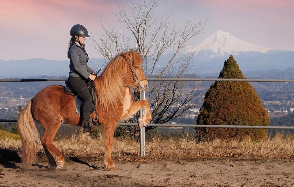 Caeli Cavanagh, FEIF Trainer of the Year nominee